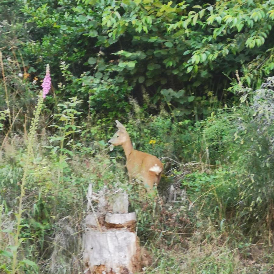Naehe Nationalpark Διαμέρισμα Baiersbronn Εξωτερικό φωτογραφία